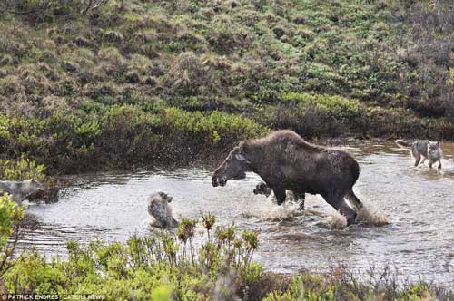 Nai mẹ một mình chống lại bầy sói, bảo vệ con - 3