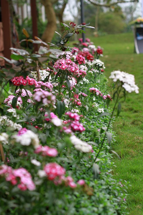 Biệt thự triệu đô gây tranh cãi của Mỹ Linh - 3