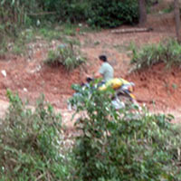 Tin tức trong ngày - Gà TQ 3.600 đồng/kg: Con đường bí mật