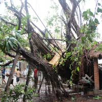 Tin tức trong ngày - TPHCM: Mưa lốc, nhiều cây đổ, nhà dân tốc mái