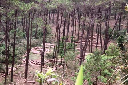 Xóa sổ rừng thông đẹp để... trồng lại - 2