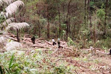 Xóa sổ rừng thông đẹp để... trồng lại - 3