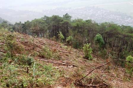 Xóa sổ rừng thông đẹp để... trồng lại - 4