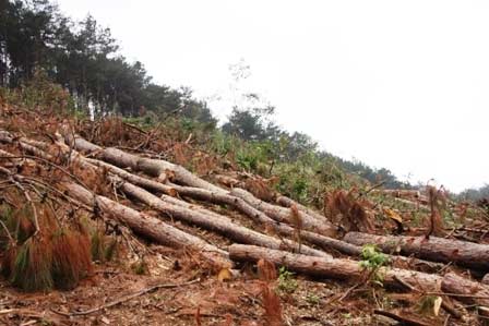 Xóa sổ rừng thông đẹp để... trồng lại - 5