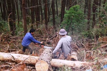 Xóa sổ rừng thông đẹp để... trồng lại - 6