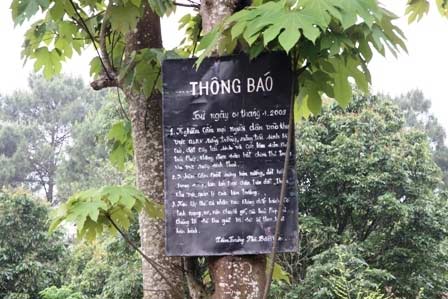 Xóa sổ rừng thông đẹp để... trồng lại - 7