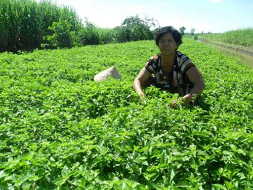 Nông sản đồng loạt mất giá - 2