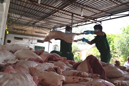 Bắt giữ hơn 1 tấn thịt heo đang… chảy dịch - 2