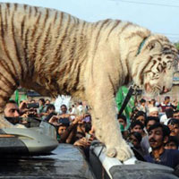 Tin tức trong ngày - Pakistan: Hổ trắng chết vì vận động tranh cử