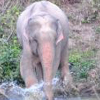 Phát hiện voi màu hồng kỳ lạ ở Thái Lan