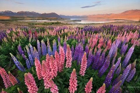 Ngắm thiên đường hoa lupine New Zealand - 1