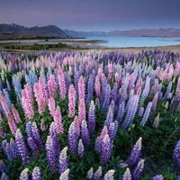 Du lịch - Ngắm thiên đường hoa lupine New Zealand