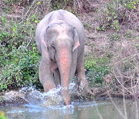 Phát hiện voi màu hồng kỳ dị ở Thái Lan - 1