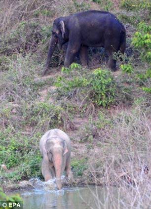 Phát hiện voi màu hồng kỳ dị ở Thái Lan - 3