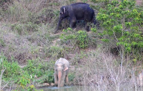 Phát hiện voi màu hồng kỳ lạ ở Thái Lan - 1