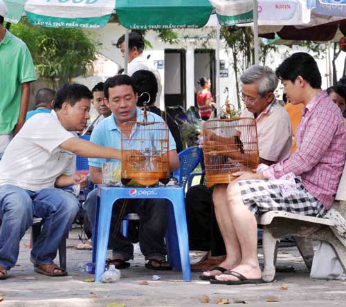 Cà phê chim, thú vui người Sài thành - 3