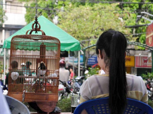 Cà phê chim, thú vui người Sài thành - 10