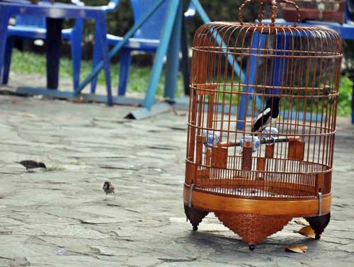 Cà phê chim, thú vui người Sài thành - 12