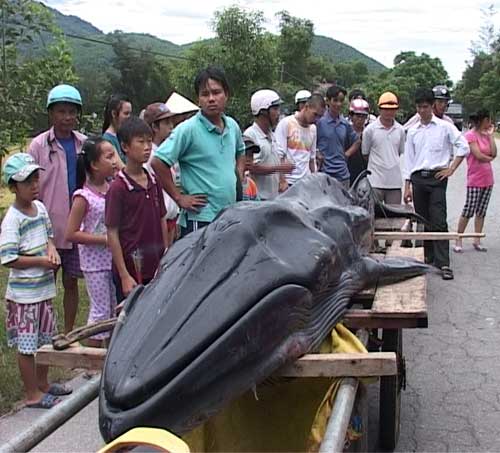 Huế: Phát hiện cá voi bị thương nặng trôi dạt - 1