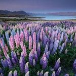 Du lịch - Ngắm thiên đường hoa lupine New Zealand