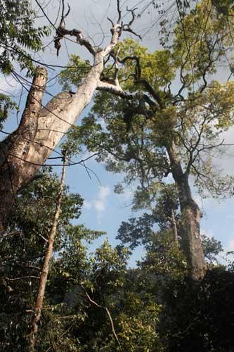 Săn loại đặc sản chỉ đại gia dám mua - 4