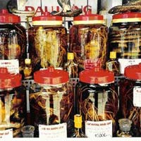 Sức khỏe đời sống - Ai không nên dùng rượu thuốc?