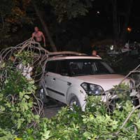 Tin tức trong ngày - Cây cổ thụ gãy cành, nam thanh niên nhập viện