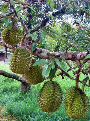 10 điểm picnic giá rẻ tại Đồng Nai (P2) - 2
