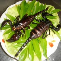 Tin tức trong ngày - Liên Hợp Quốc: Ăn côn trùng để giảm đói nghèo