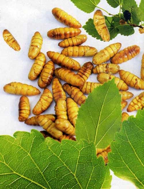 Nhộng tằm: Vị thuốc tốt cho trẻ nhỏ - 1