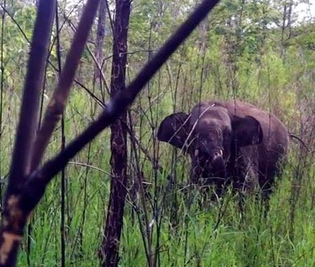 Giải cứu thành công voi rừng dính bẫy - 1