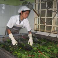 Thị trường - Tiêu dùng - Rau sạch vẫn tắc đầu ra