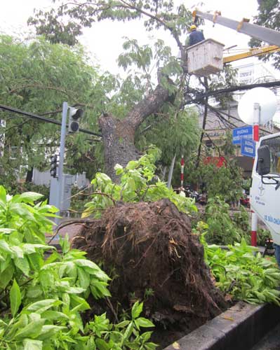 TP.HCM: Gió lốc làm cây xanh bật gốc - 2