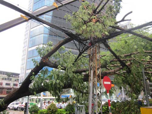 TP.HCM: Gió lốc làm cây xanh bật gốc - 3