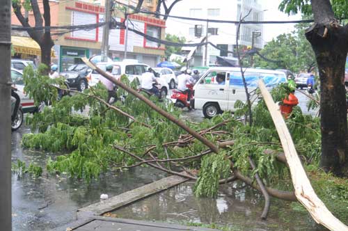 TP.HCM: Gió lốc làm cây xanh bật gốc - 4