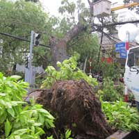 Tin tức trong ngày - TP.HCM: Gió lốc làm cây xanh bật gốc