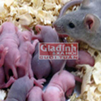 Tin tức trong ngày - Mốt ăn "chuột bao tử" tăng cường sinh lý