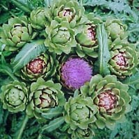 Sức khỏe đời sống - Những thực phẩm giúp cơ thể giải độc