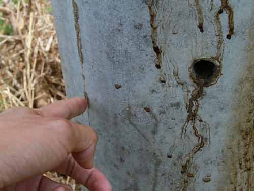 Trụ điện bỗng nhiên biết… “khóc” - 2