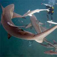 Ảnh đẹp: Thợ lặn bơi giữa đàn cá mập