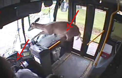 Top clip hài: 3, 4, 5 việc 1 tay - 2