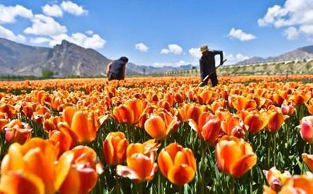 Những thiên đường hoa tulip không đến từ Hà Lan - 1