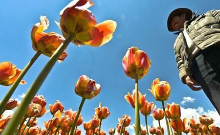 Những thiên đường hoa tulip không đến từ Hà Lan - 3
