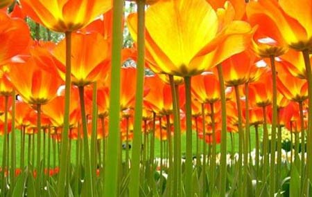 Những thiên đường hoa tulip không đến từ Hà Lan - 7