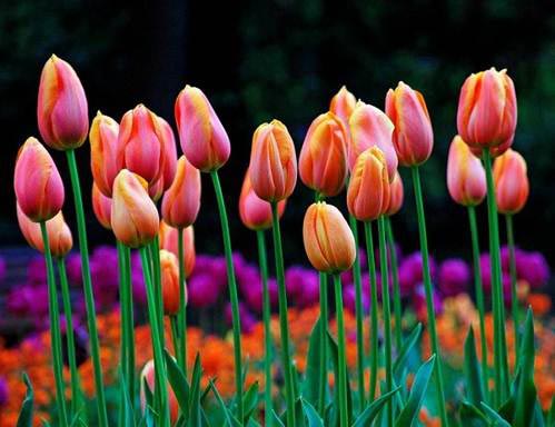 Những thiên đường hoa tulip không đến từ Hà Lan - 3