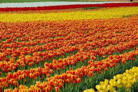 Những thiên đường hoa tulip không đến từ Hà Lan - 9