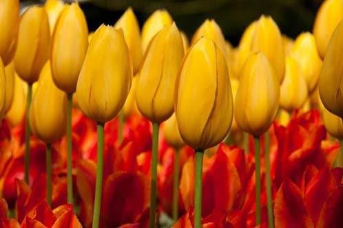 Những thiên đường hoa tulip không đến từ Hà Lan - 5