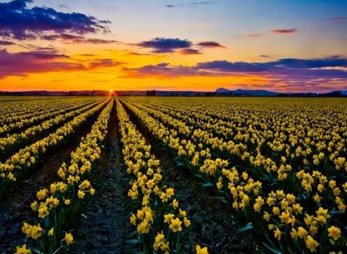 Những thiên đường hoa tulip không đến từ Hà Lan - 7