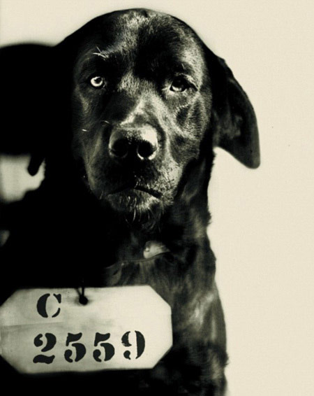 Mỹ: Sự thật vụ chó lĩnh án tù vì... giết mèo - 1