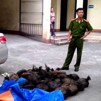 Tin tức trong ngày - 23 con tê tê quý hiếm "cưỡi" Toyota 4 chỗ